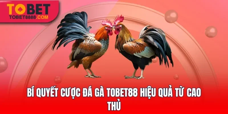 Bí quyết cược đá gà Tobet88 hiệu quả từ cao thủ